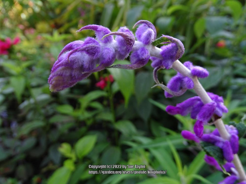Photo of Salvia (Salvia leucantha 'Midnight') uploaded by kniphofia