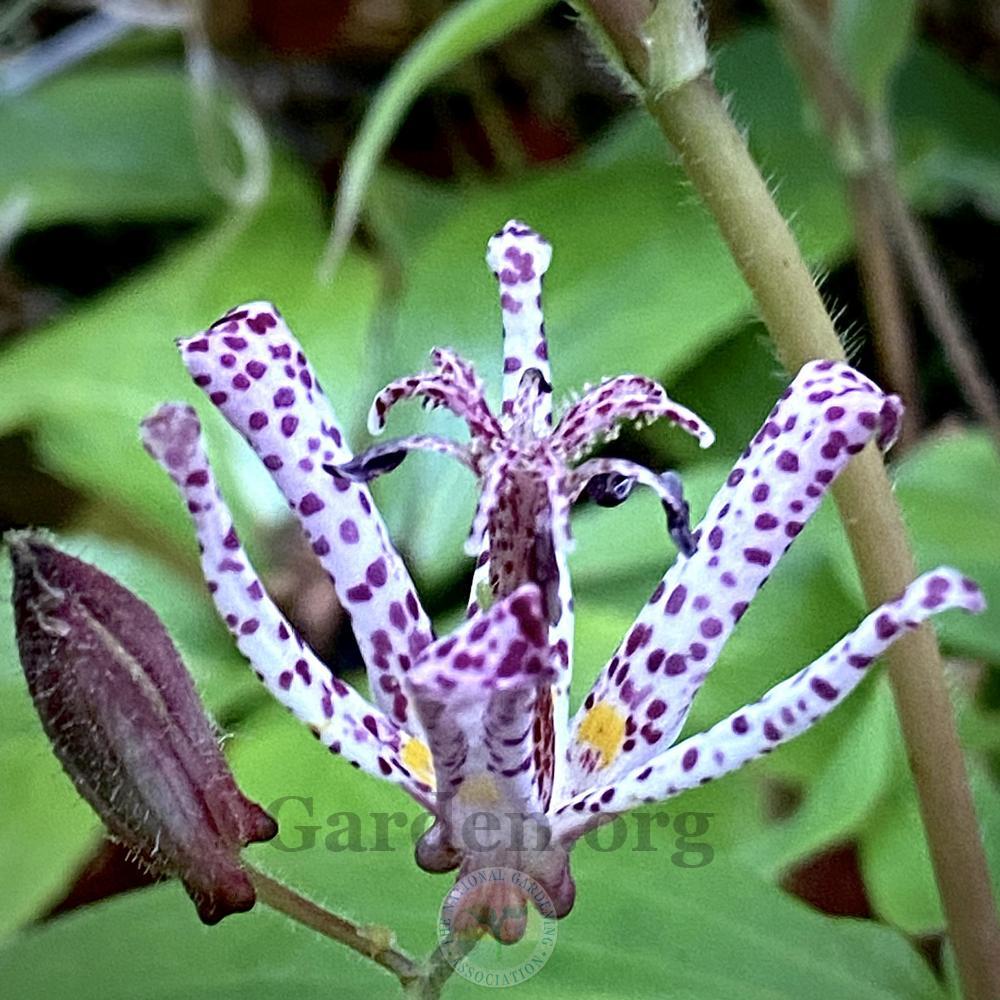 Photo of Toad Lily (Tricyrtis 'Sinonome') uploaded by springcolor