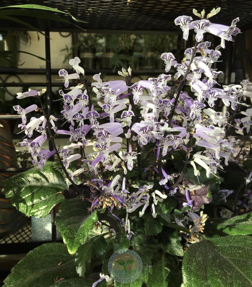 Photo of Spur Flower (Plectranthus Mona Lavender) uploaded by BlueOddish