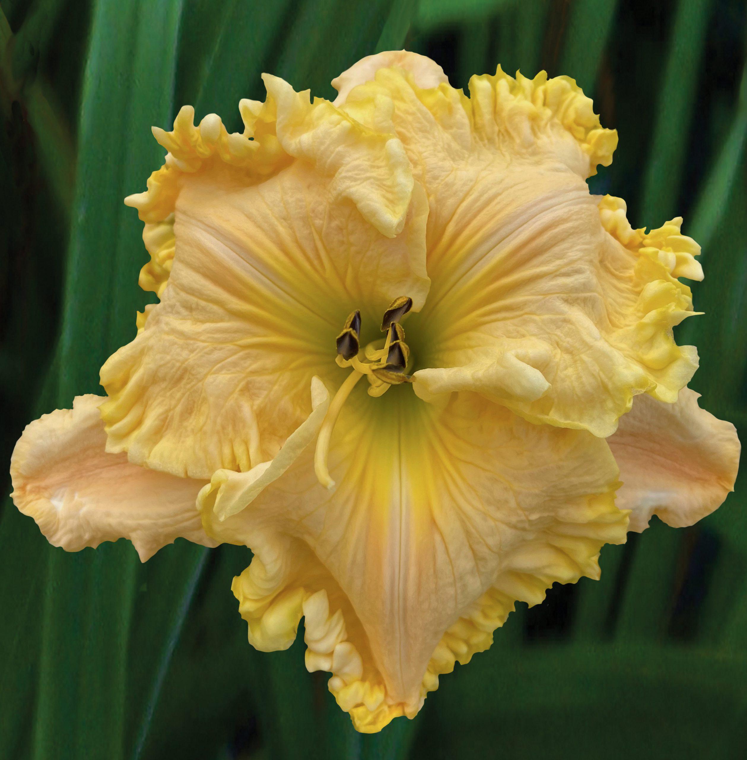 Photo of Daylily (Hemerocallis 'Leave the Lights On') uploaded by Calif_Sue