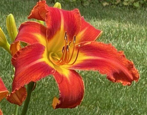 Photo of Daylily (Hemerocallis 'Might as Well Jump') uploaded by Calif_Sue