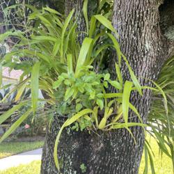 Location: Florida
Date: September 2022
Orchids in a tree