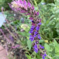 Location: Missouri Botanical Garden in St Louis
Plant was labeled Salvia tesquicola, apparently now synonymous wi