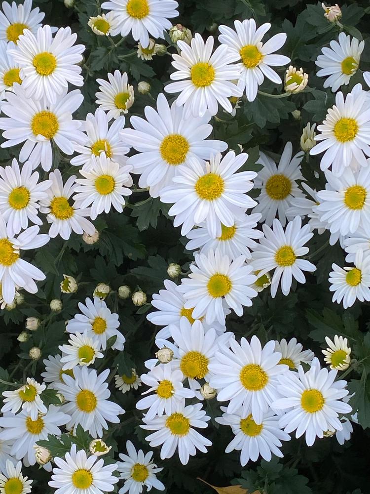 Photo of Chrysanthemum zawadskii uploaded by SL_gardener