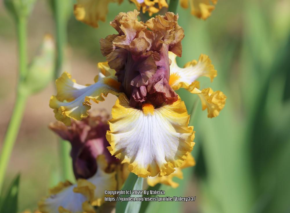 Photo of Tall Bearded Iris (Iris 'Mood Ring') uploaded by Valery33