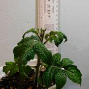Micro Dwarf Tomato (Solanum lycopersicum Kitchen Minis™ Red Vel