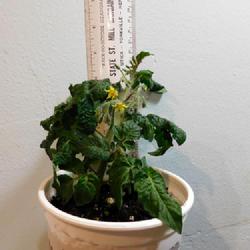Location: Eagle Bay, New York
Date: 2022-10-31
Micro Dwarf Tomato Venus, nearly mature at one month, first flowe