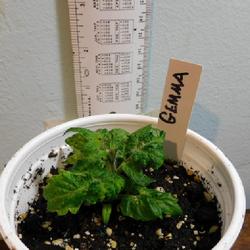 Location: Eagle Bay, New York
Date: 2022-10-31
Micro Dwarf Tomato Gemma, nearly fully grown, 2 inches