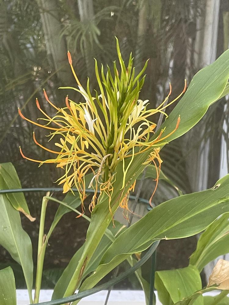 Photo of Ginger Lily (Hedychium gomezianum 'Nova') uploaded by dyzzypyxxy