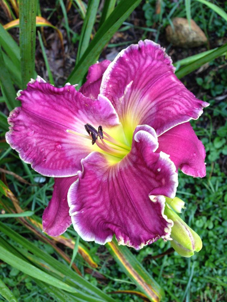 Photo of Daylily (Hemerocallis 'Cup of Cold Water') uploaded by hillbilly