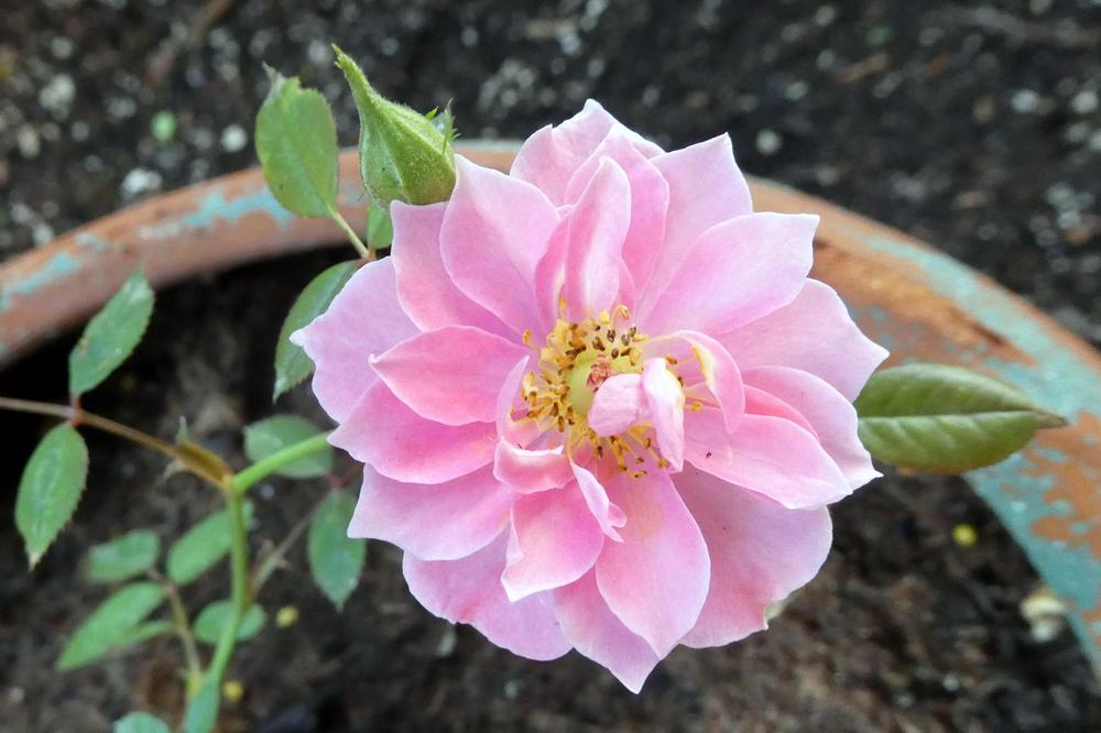 Photo of Rose (Rosa 'Renny') uploaded by JulieB