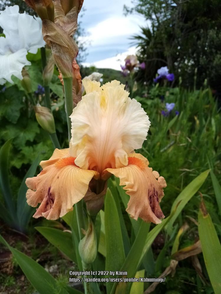 Photo of Tall Bearded Iris (Iris 'Rare Find') uploaded by Kahumingi