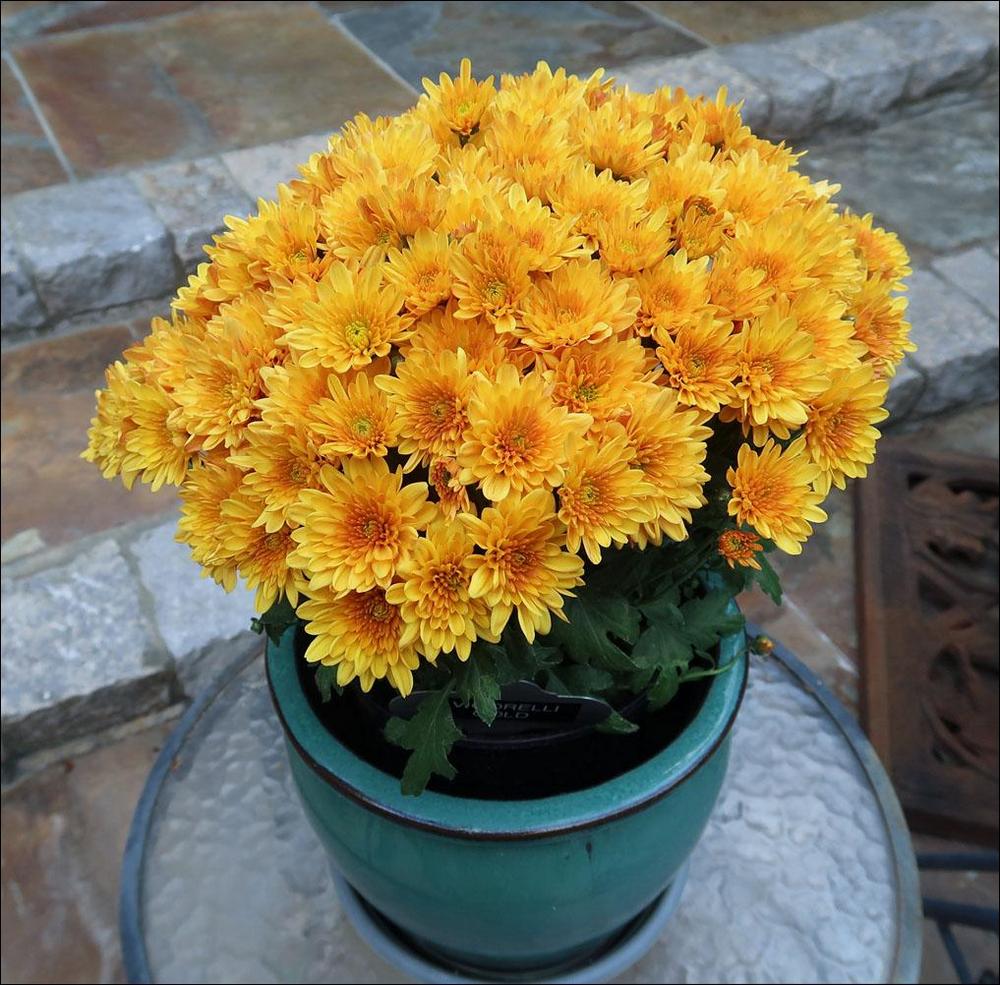 Photo of Belgian mum (Chrysanthemum x morifolium 'Vigorelli Gold') uploaded by Polymerous