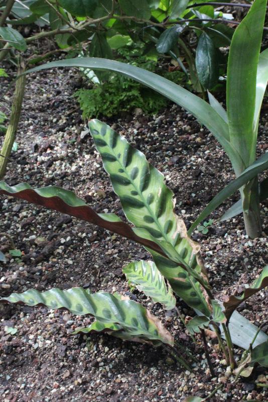 Photo of Rattlesnake Plant (Goeppertia insignis) uploaded by RuuddeBlock