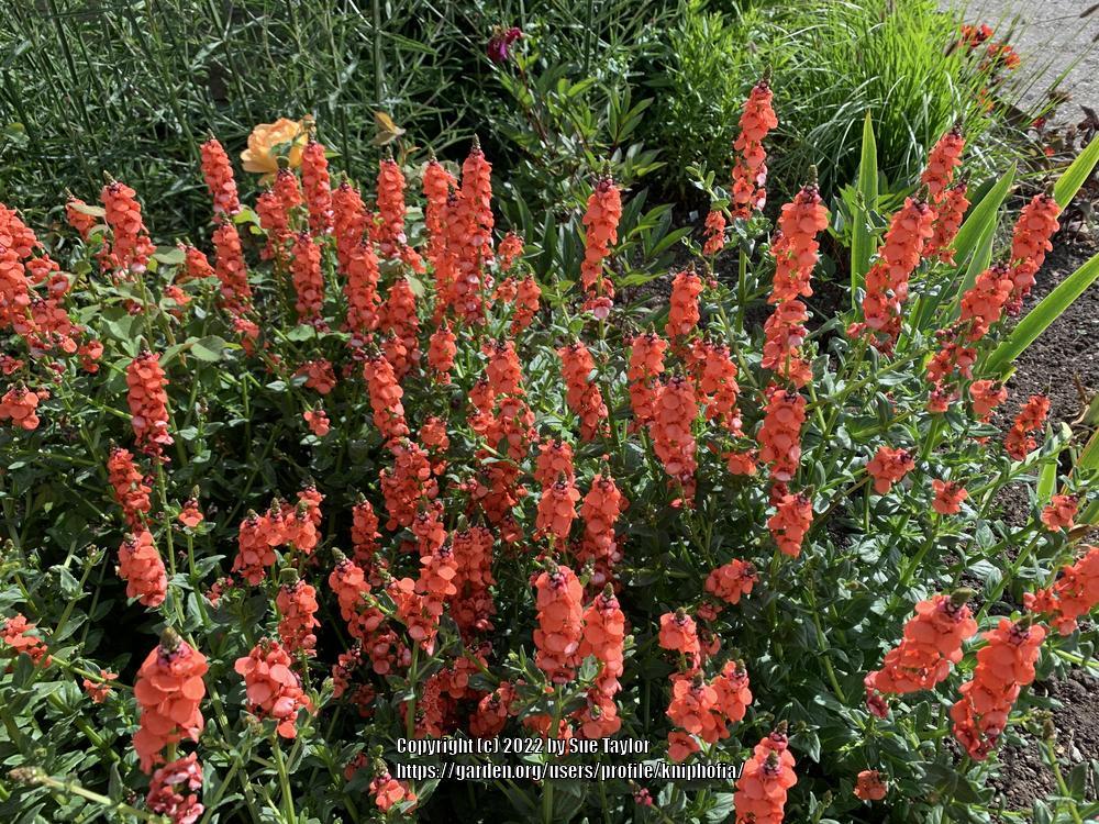 Photo of Twinspur (Diascia personata 'Coral Spires') uploaded by kniphofia