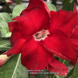 Location: My garden in Tampa, Florida
Date: 2022-11-02
Beautiful triple red at local store. Sad to see that the caudex h