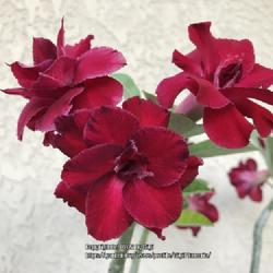 Location: My garden in Tampa, Florida
Date: 2022-11-01
My grafted triple red desert rose.