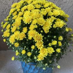 Location: My garden in Tampa, Florida
Date: 2022-11-06
Hubby got this free at our garden store. I love the bright yellow