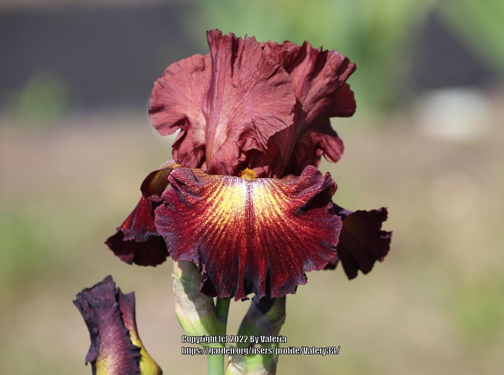 Photo of Tall Bearded Iris (Iris 'Figure Head') uploaded by Valery33