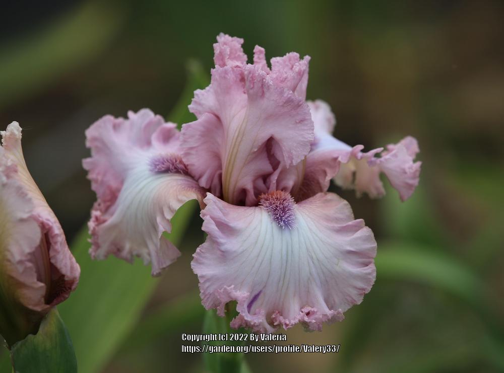 Photo of Tall Bearded Iris (Iris 'Fine Romance') uploaded by Valery33