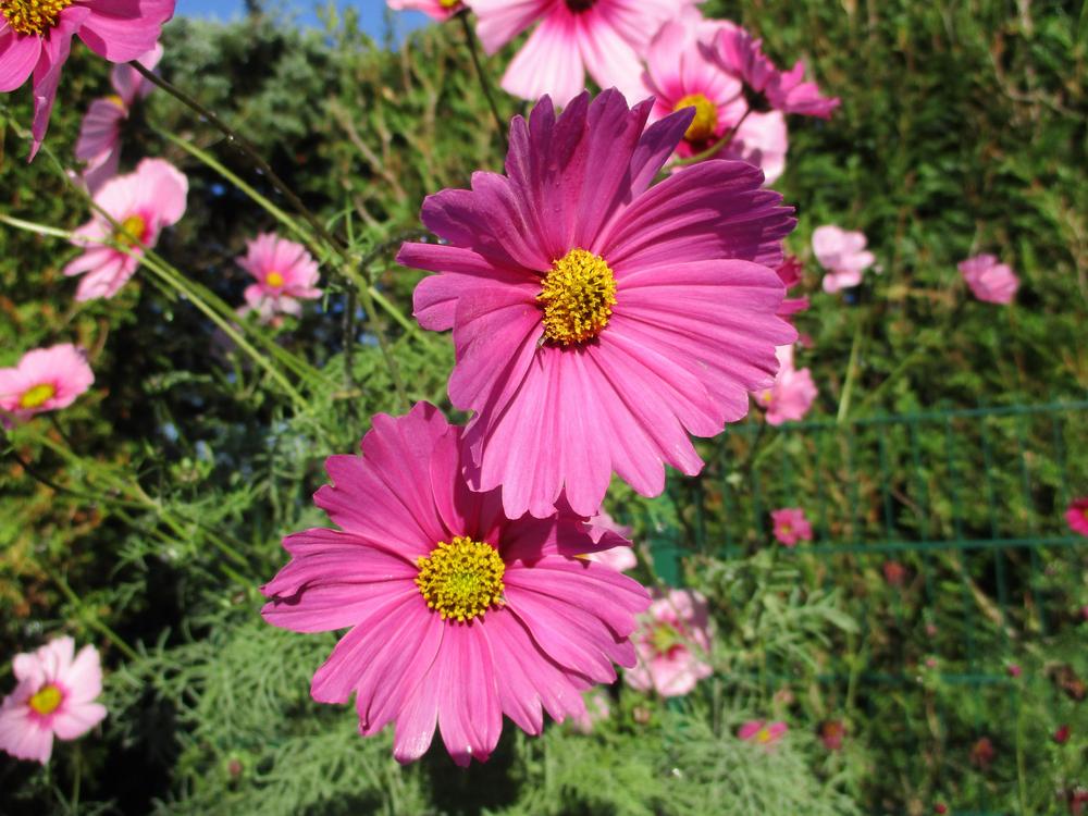 Photo of Cosmos uploaded by Versicolor