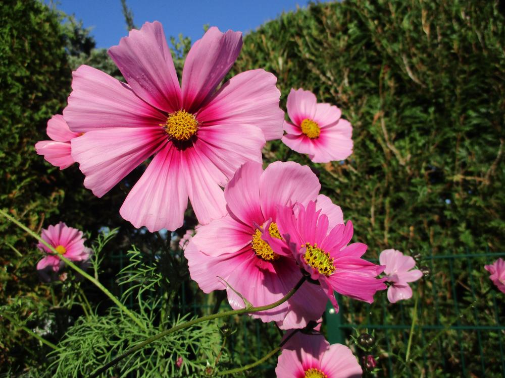Photo of Cosmos uploaded by Versicolor