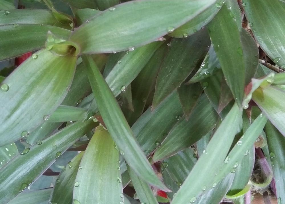 Photo of Oyster Plant (Tradescantia spathacea) uploaded by purpleinopp