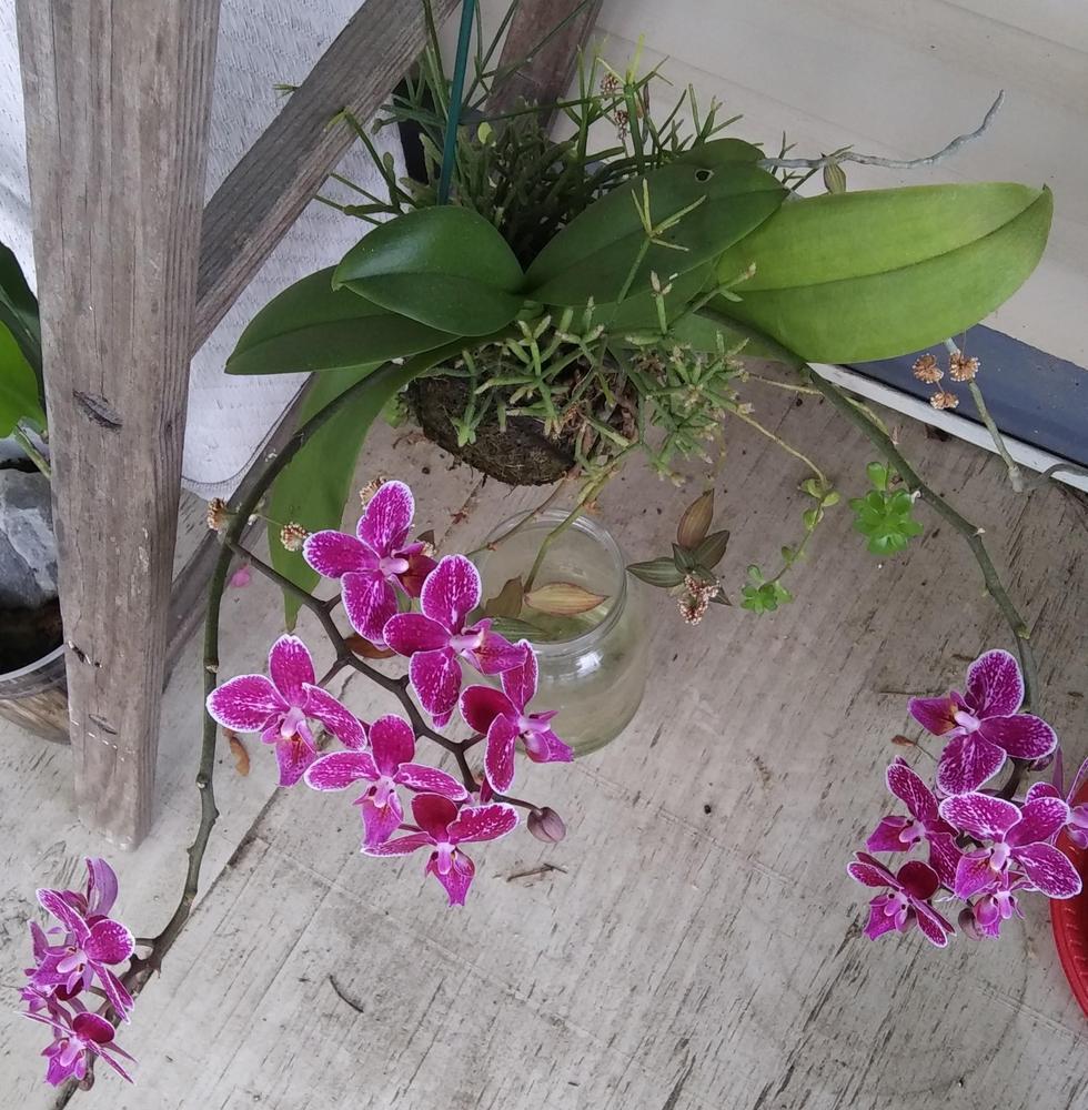 Photo of Moth Orchid (Phalaenopsis) uploaded by purpleinopp