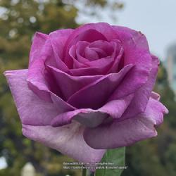 Location: World Peace Rose Garden, Capitol Park, Sacramento CA.
Date: 2022-11-05
Cool overcast November day. Very very strongly rose scented. Heav