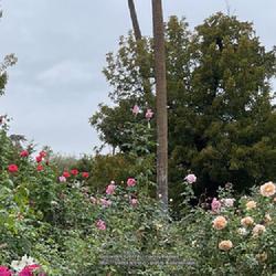 Location: World Peace Rose Garden, Capitol Park, Sacramento CA.
Date: 2022-11-05
Very very long stem on these with tight buds at around ten feet.
