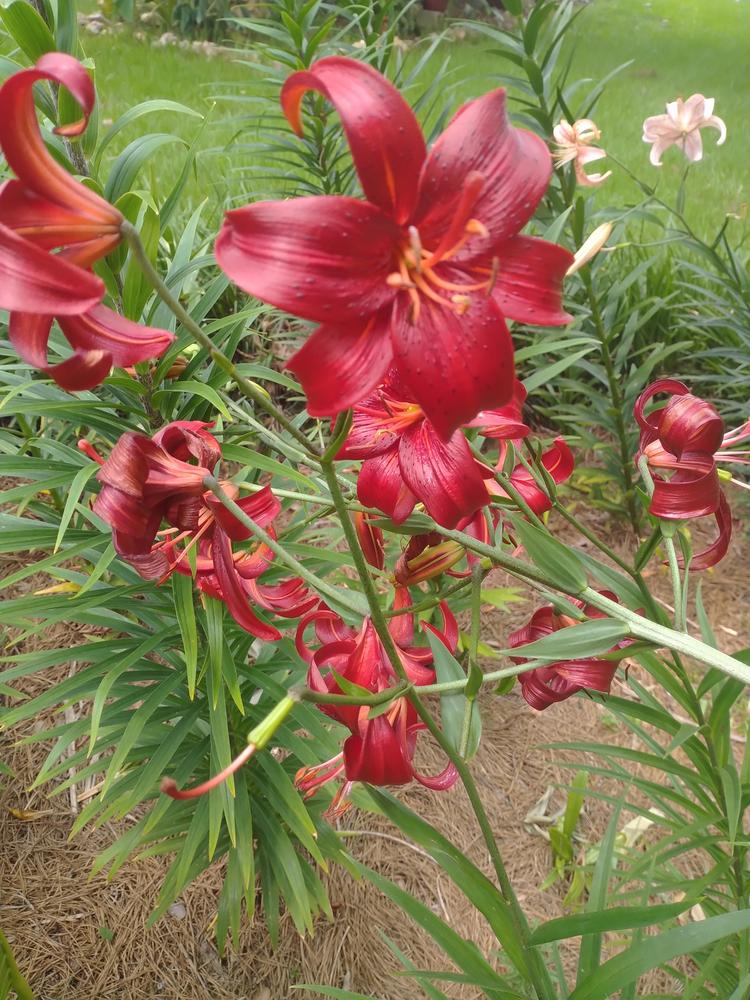 Photo of Lily (Lilium 'Red Velvet') uploaded by HoodLily