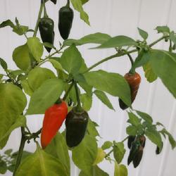 Location: Sweden, greenhouse 
Date: 2022-10-23
Ghost peppers ripening on plant late October