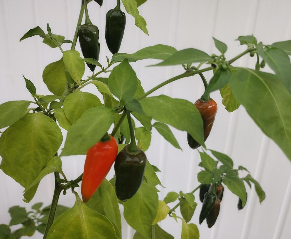 Photo of Hot Pepper (Capsicum annuum 'Bhut Jolokia Red') uploaded by MattMagusson