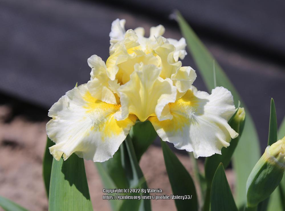 Photo of Standard Dwarf Bearded Iris (Iris 'Shestyplachik') uploaded by Valery33