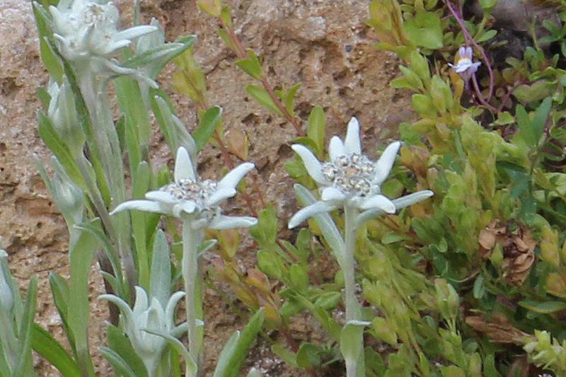 Photo of Edelweiss (Leontopodium nivale subsp. alpinum) uploaded by RuuddeBlock