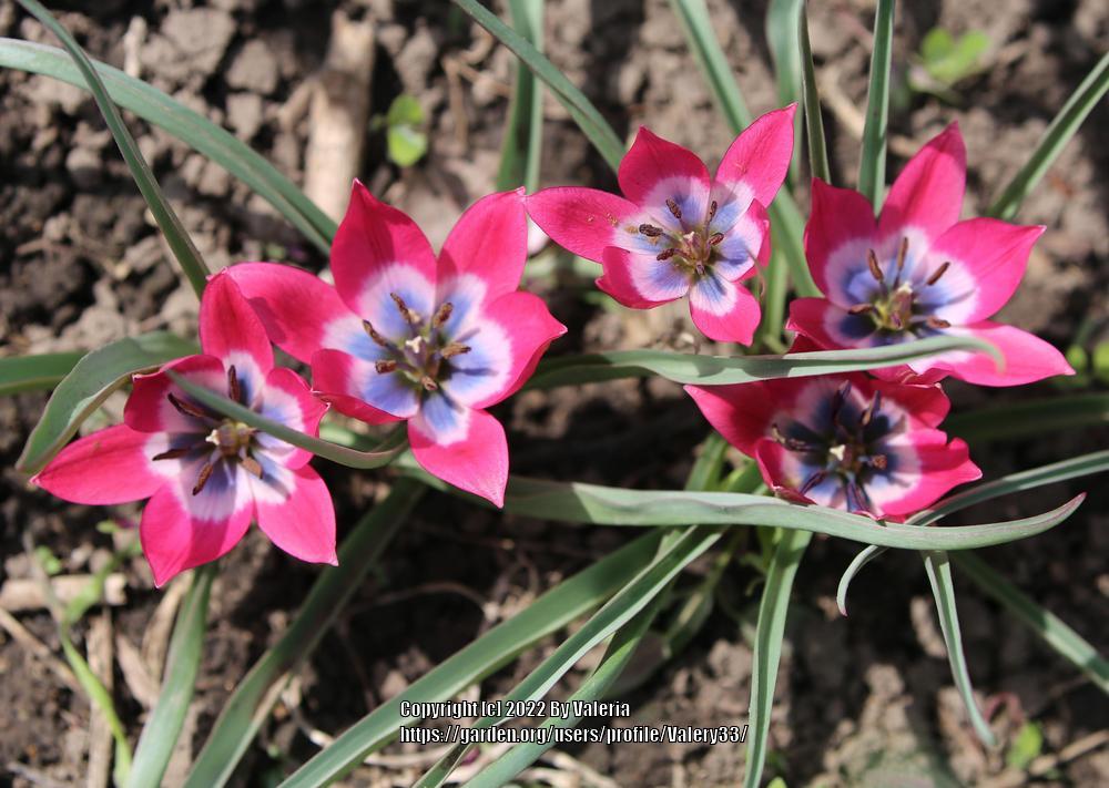 Photo of Species Hybrid Tulip (Tulipa 'Little Beauty') uploaded by Valery33