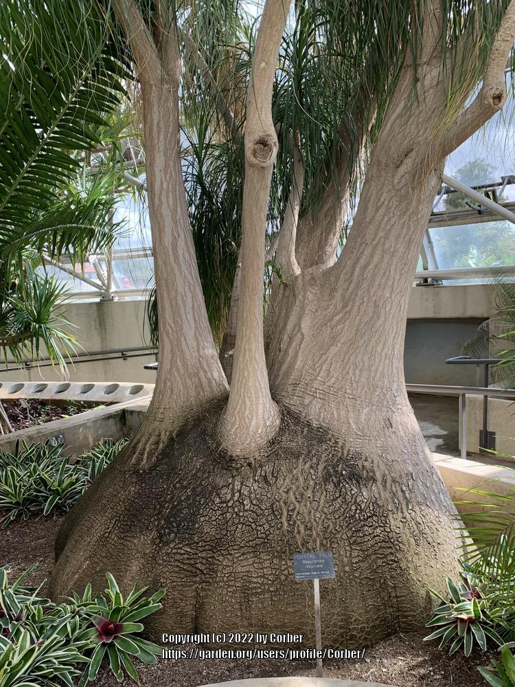 Photo of Ponytail Palm (Beaucarnea recurvata) uploaded by Corber