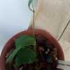 Potted up in a clay pot with holes using sphagnum moss, tropical 