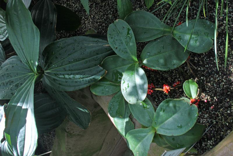 Photo of Medinilla sessilifolia uploaded by RuuddeBlock