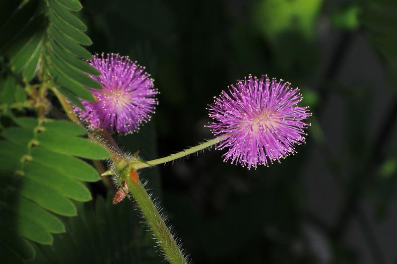 Photo of Sensitive Plant (Mimosa pudica) uploaded by RuuddeBlock