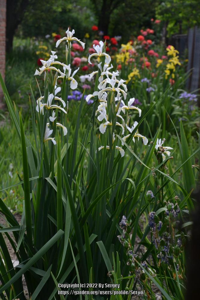 Photo of Spuria Iris (Iris 'Frigiya') uploaded by Serjio