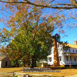 Location: House in the Horseshoe historic site near Carthage, North Carolina
Date: November 8, 2022
White Oak #358; RAB p. 363, 55-3-1; LHB page 332, 50-2-16; AG p. 