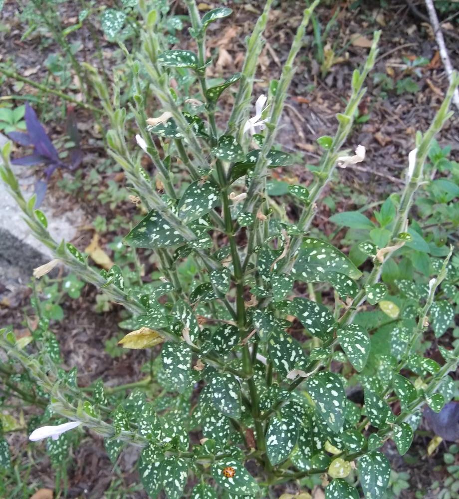 Photo of Polka-Dot Plant (Hypoestes phyllostachya Splash Select™ White) uploaded by purpleinopp