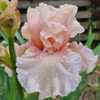 Tall Bearded Iris Shy Girl in bloom 31/10/2022