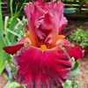 Tall Bearded Iris Winemaker in bloom 13/10/2021