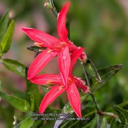 Location: My garden in Albuquerque, NM Zone 7b
Date: 10.30.22
Late bloomer in my garden, attracts hummingbirds