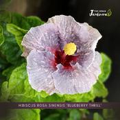 Hibiscus Rosa Sinensis 'Blueberry Thrill' features a beautiful pl