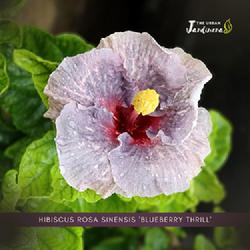 Location: 10:00AM
Date: November 11, 2022
Hibiscus Rosa Sinensis 'Blueberry Thrill' features a beautiful pl