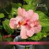 Hibiscus Rosa Sinensis Cile Tinney is a strong growing, tall upri