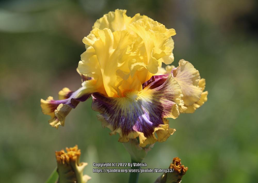 Photo of Tall Bearded Iris (Iris 'Colour Bazaar') uploaded by Valery33